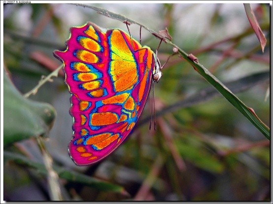 Photo:  Butterfly ~ Eastwestfalian Fire Clipper